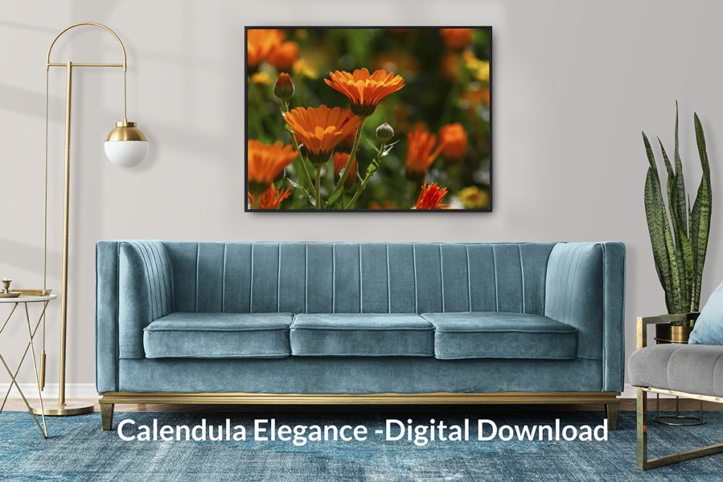 Calendula Glow Wall Art